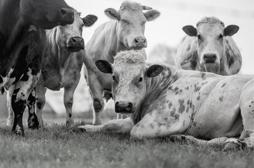 Een kudde koeien met stier in de Ardennen in Belgie van John Quendag