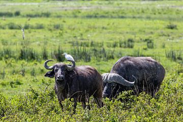 Two buffaloes in Africa by Tilo Grellmann