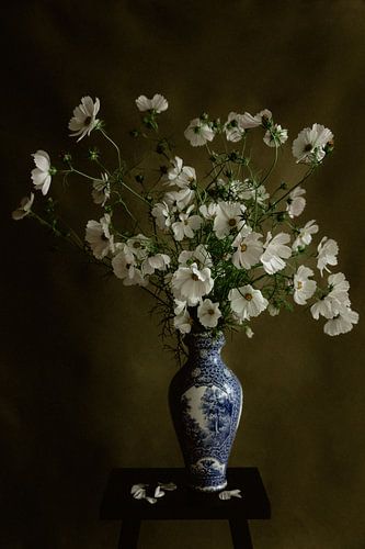 White cosmos