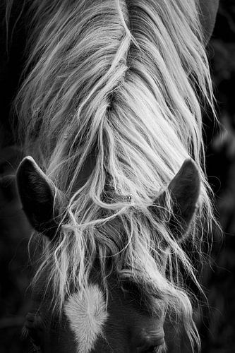 Paard Zwart-Wit Elegantie in Tedere Details