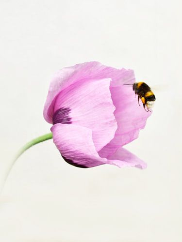 Poppy bends in the wind to approaching bumblebee