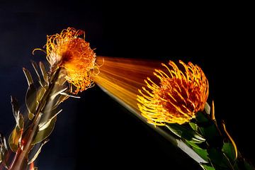 Speldenkussenbloemen oud en nieuw van Eric Woonink