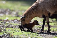 pasgeboren lammetje by Pascal Engelbarts thumbnail