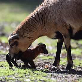 pasgeboren lammetje sur Pascal Engelbarts