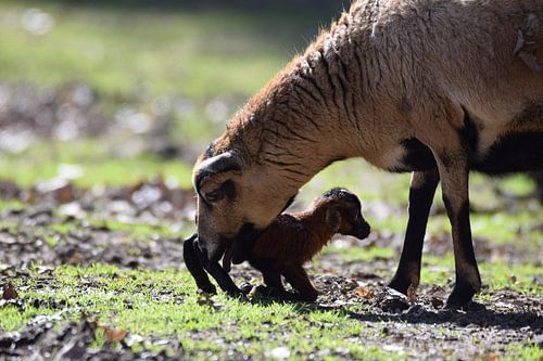 pasgeboren lammetje