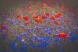 Mohn- und Kornblumen