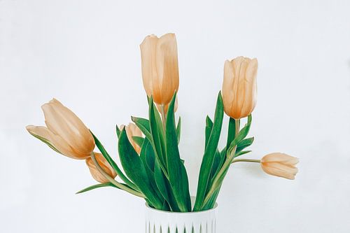 gele tulp