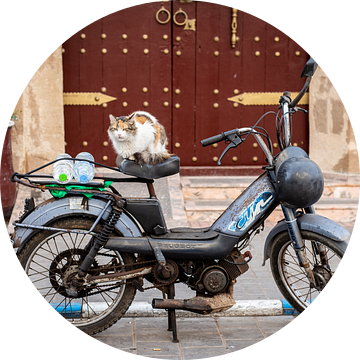 Een kat op een vintage motor in Marokko van Ellis Peeters