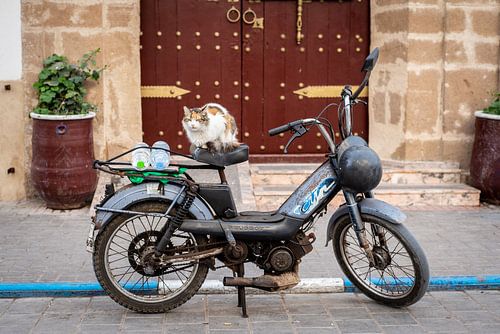 Een kat op een vintage motor in Marokko