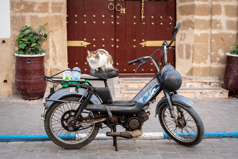 Een kat op een vintage motor in Marokko van Ellis Peeters
