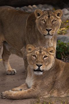 two cats girls girlfriend.Lioness female is a large predatory strong and beautiful African cat. by Michael Semenov