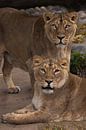 twee kattenmeisjes vriendin. Leeuwinnetje is een grote roofzuchtige sterke en mooie Afrikaanse kat. van Michael Semenov thumbnail