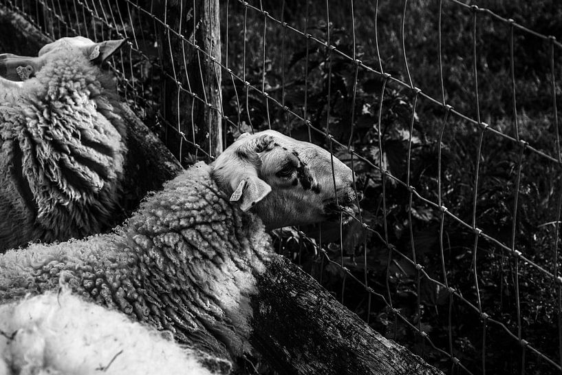 Sheep by Esther Gerritsen