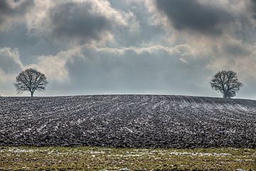 Natuurlijke symmetrie van Frank Janssen