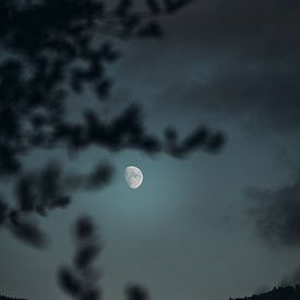 Mond über dem Wald von Swittshots