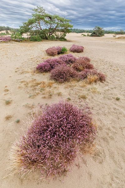 Lande violette sous des nuages dramatiques Hulshorster Zand | Veluwe par Sjaak den Breeje