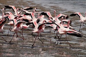 Opvliegende flamingo's van Erna Haarsma-Hoogterp