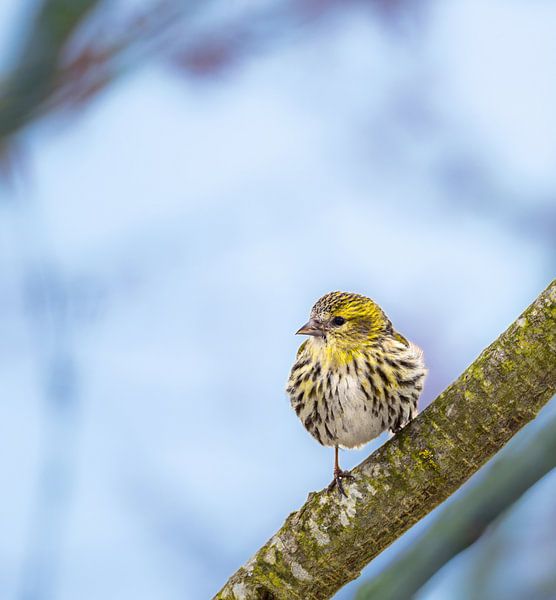 Nahaufnahme von einm Erlenzeisig Weibchen von ManfredFotos