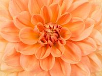 Oranje chrysant / Close up chrysanthemum flower