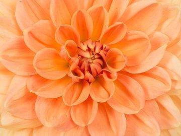 Oranje chrysant / Close up chrysanthemum flower van Elles Rijsdijk