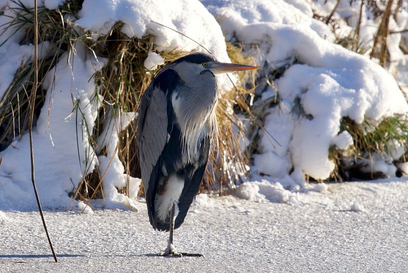 Blauwe reiger van Ronald Kromkamp