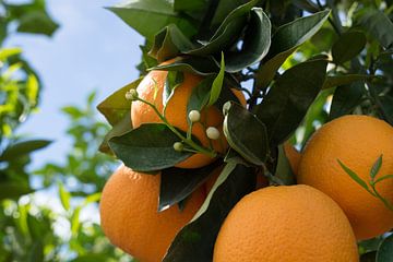 Bloeiende sinaasappelboom met witte knoppen
