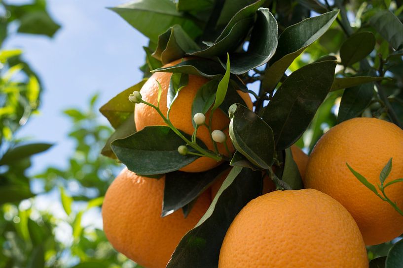 Bloeiende sinaasappelboom met witte knoppen van Montepuro