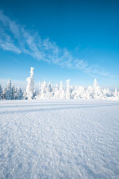 Winterlandschaft mit verschneiten Bäumen