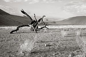 arbre abattu près de la dune 7 (Sosusvlei) en Namibie sur Jan van Reij