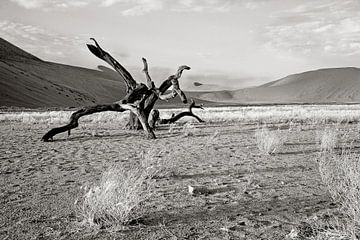 verstilde boom nabij dune 7 (Sosusvlei) in Namibië von Jan van Reij