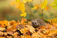 Egel in herfstsfeer