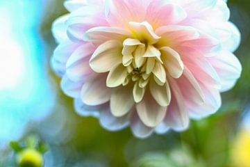 White Pink Dahlia by By Karin