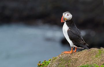 Puffin on a rock by Menno Schaefer