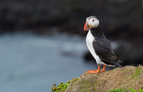 Puffin on a rock
