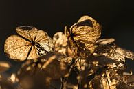 Hortensia in de herfstzon van Michel Vedder Photography thumbnail