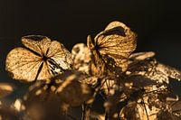 Hortensia in de herfstzon