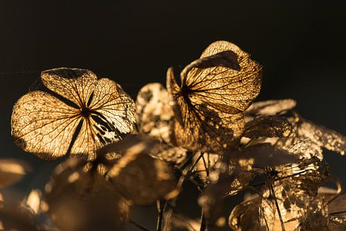 Hortensia in de herfstzon