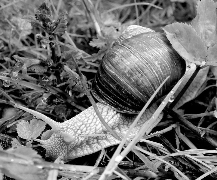 Snail grey by Koos Iperen