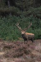 Red deer on the Veluwe