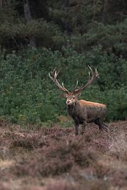 Rotwild auf der Veluwe von Davey Bogaard