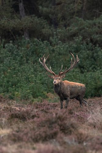 Edelhert op de Veluwe