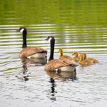 Couple de bernaches canadiennes avec poussins sur Miny'S