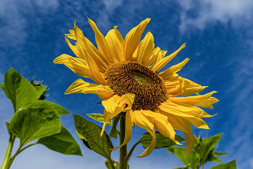 Sunflower by Huub de Bresser