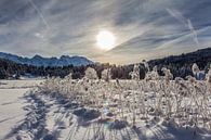 Winterwonderland von Fabian Roessler Miniaturansicht