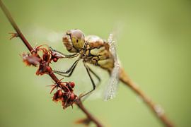 Dragonfly in morning dew by Gea Veldhuizen