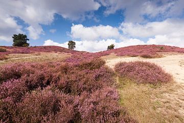 Hillside covered with heather in bloom by Rob Kints