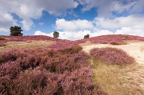 Hillside covered with heather in bloom