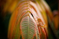 Autumn leaf