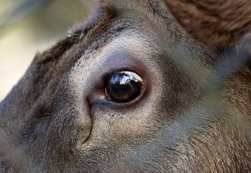 Wapiti van Matthias Brix