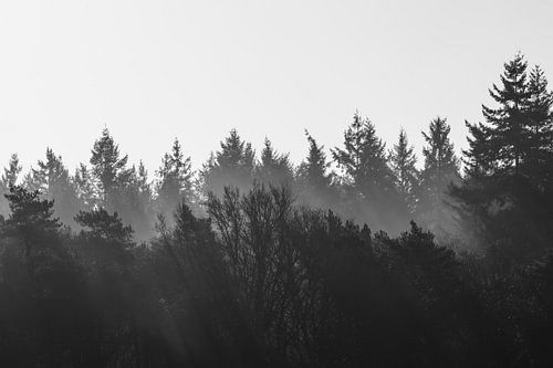Lichtstralen over het bos